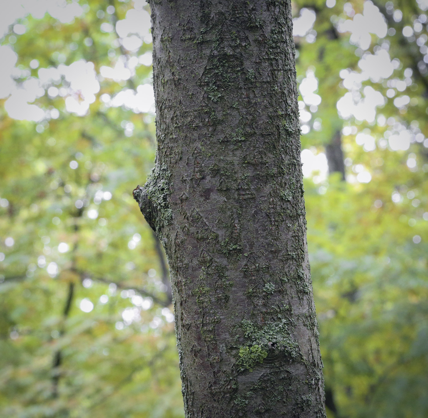 Image of Sorbus commixta specimen.