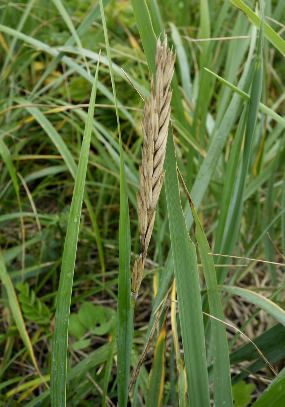 Image of Leymus mollis specimen.