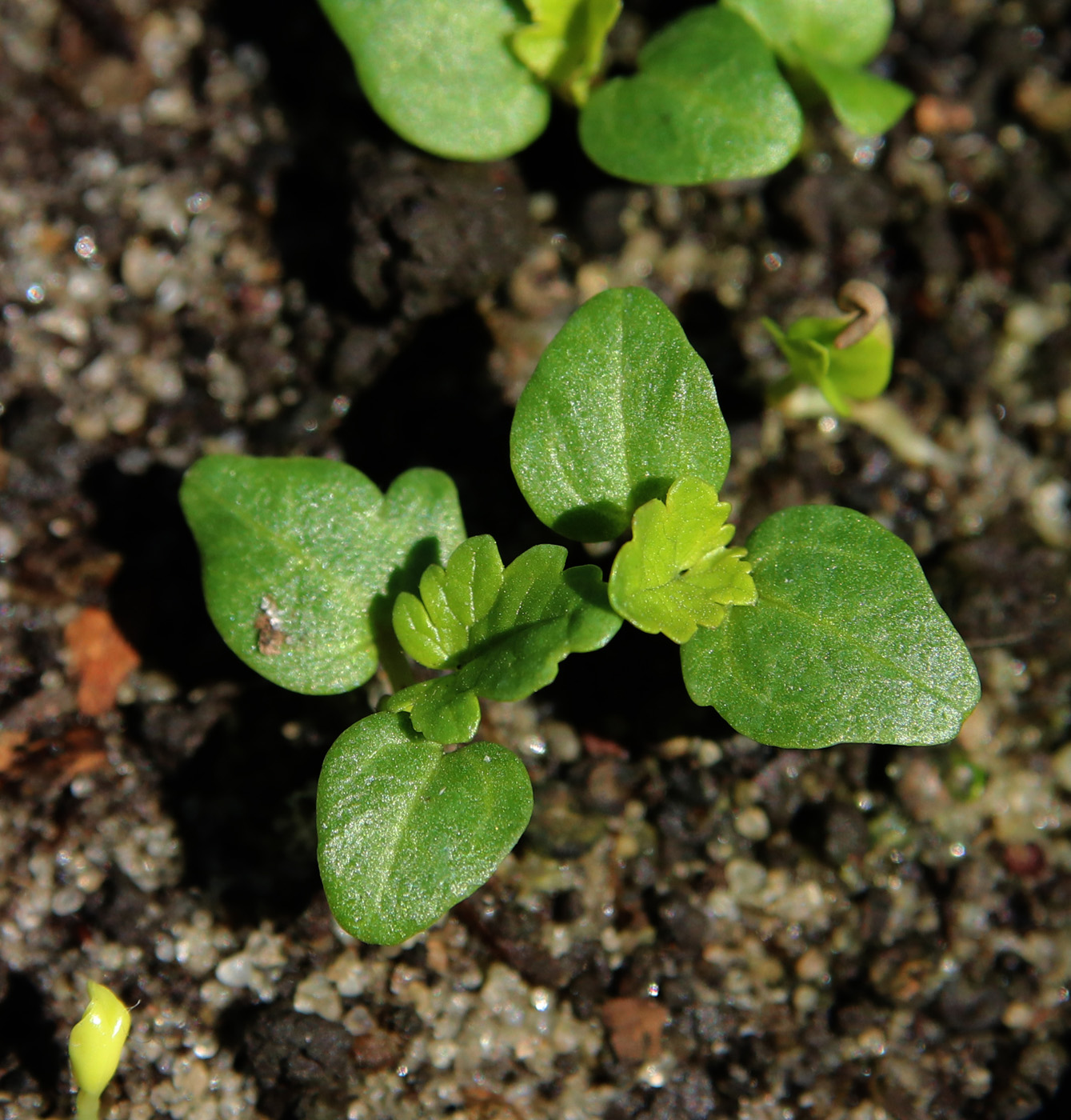 Image of Malva moschata specimen.