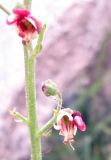 genus Scrophularia. Цветки. Казахстан, Заилийский Алатау, оз. Иссык, 1750 м н.у.м. 09.06.2010.