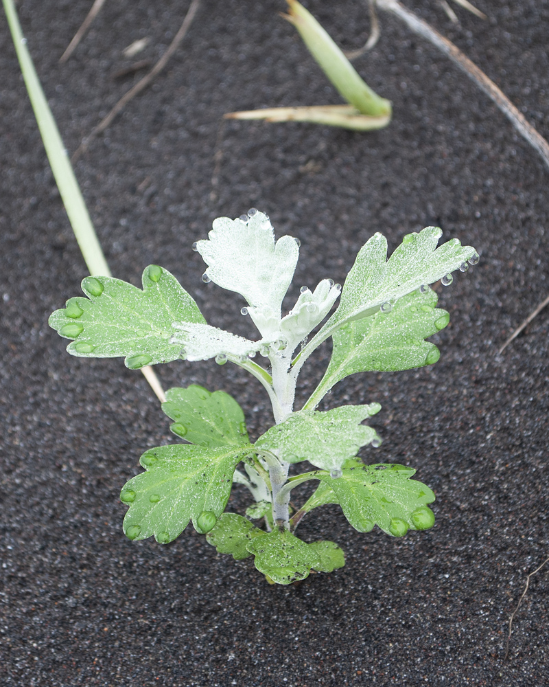 Изображение особи Artemisia stelleriana.