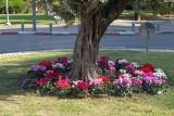 Cyclamen persicum