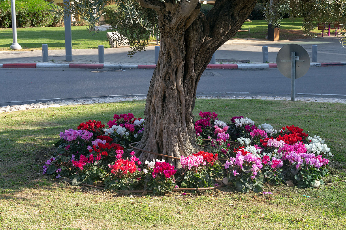 Image of Cyclamen persicum specimen.