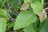 Betula litwinowii