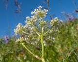 familia Apiaceae. Верхушка побега с соцветием. Адыгея, Кавказский биосферный заповедник, северо-восточный склон горы Оштен, ≈ 2300 м н.у.м., субальпийский луг. 19.07.2015.