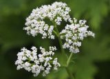 Valeriana officinalis