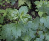 Viburnum opulus. Верхушка побега. Владимирская обл., Александровский р-н, окр. с. Старая Слобода, сосновый бор, подлесок. 11.06.2022.