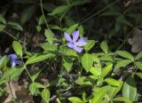 Vinca minor