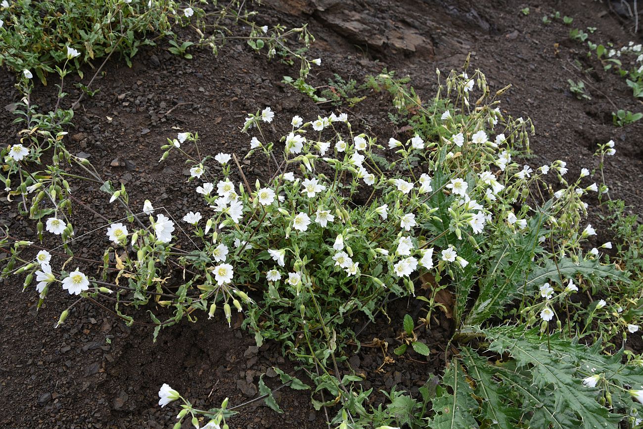 Изображение особи Cerastium multiflorum.