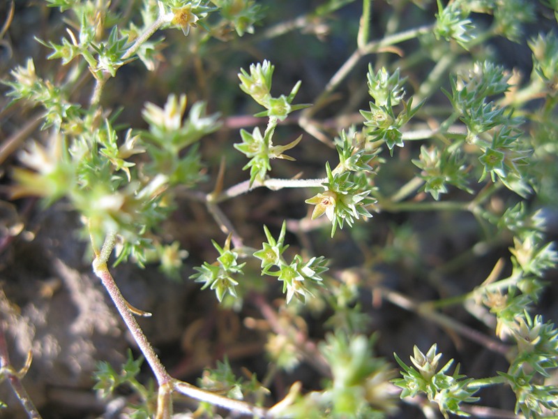 Image of Scleranthus annuus specimen.