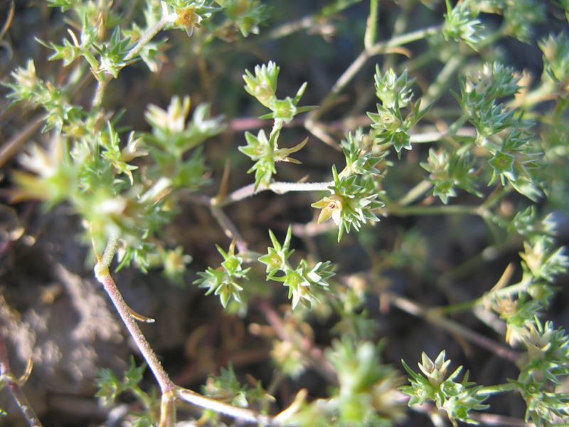 Изображение особи Scleranthus annuus.