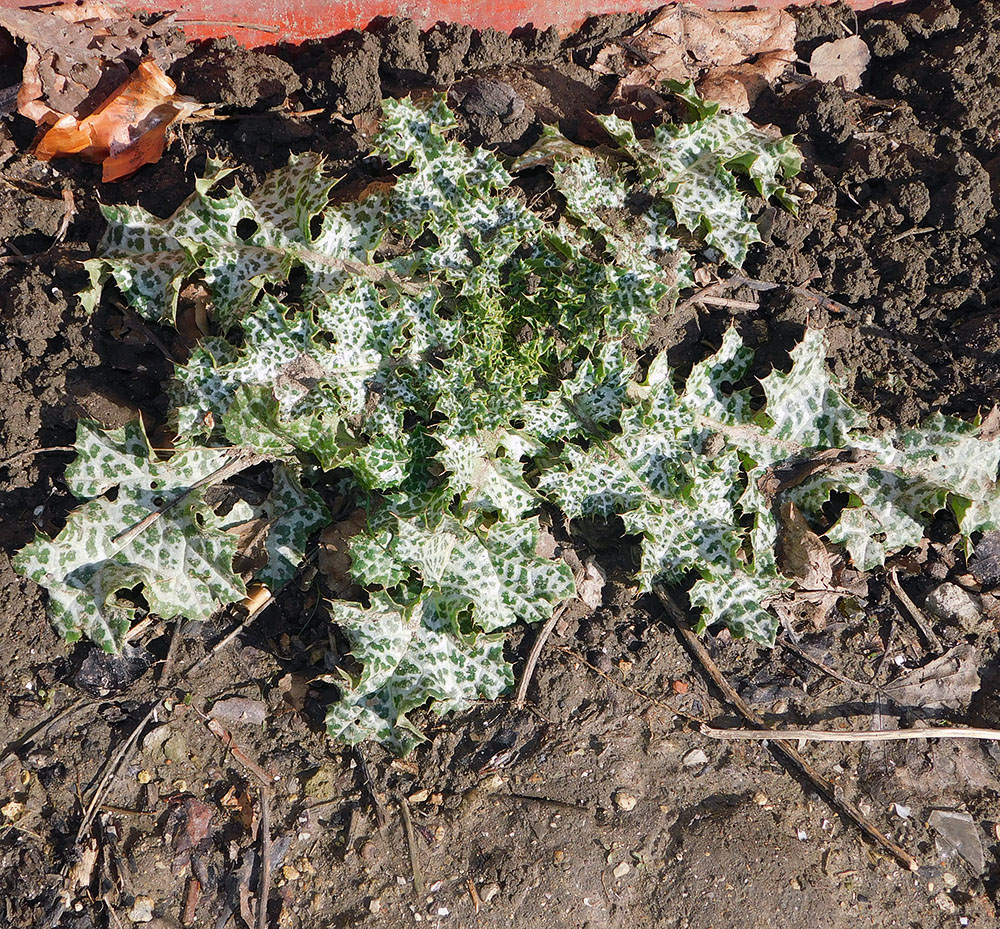 Image of Silybum marianum specimen.
