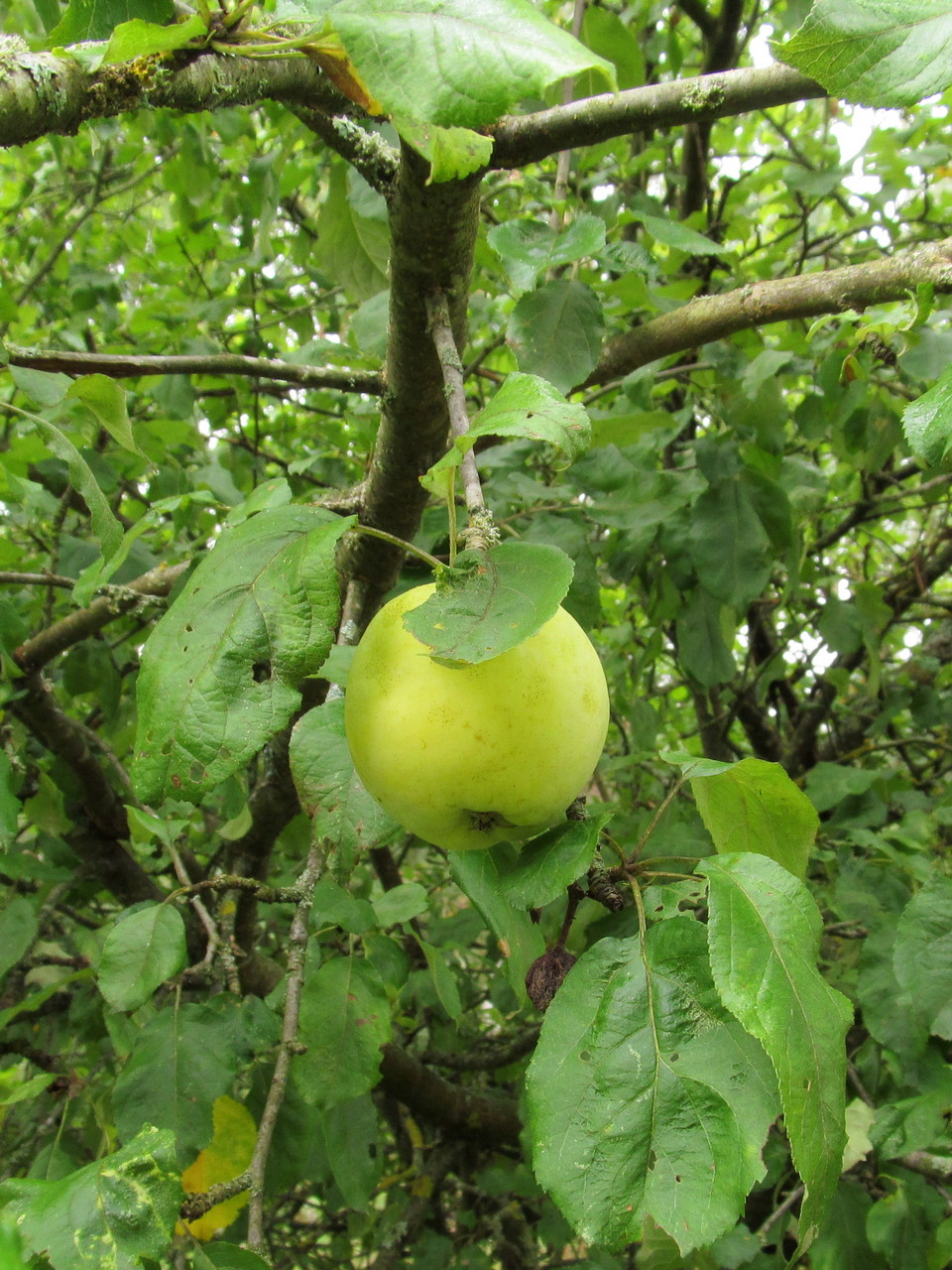 Изображение особи Malus domestica.