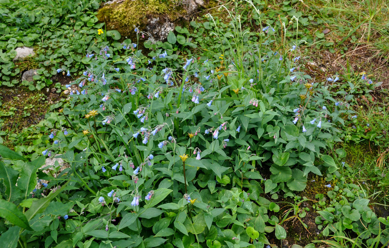 Image of Mertensia rivularis specimen.