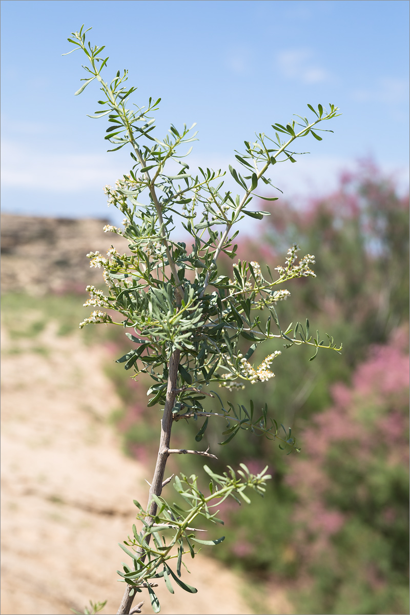 Image of Nitraria schoberi specimen.