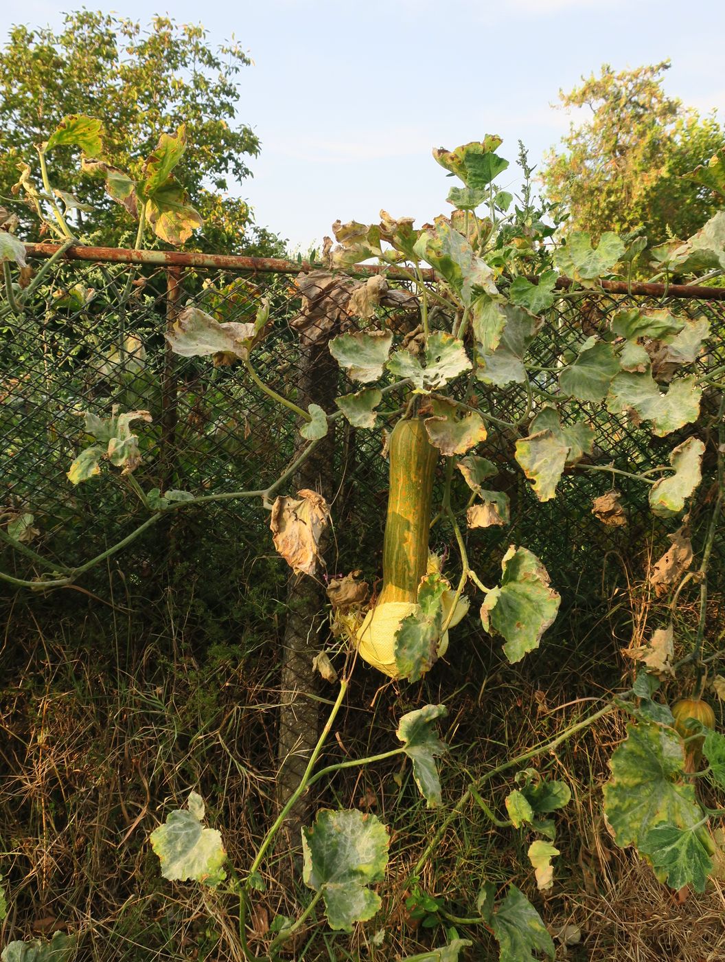 Image of Cucurbita moschata specimen.