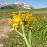 Doronicum macrophyllum