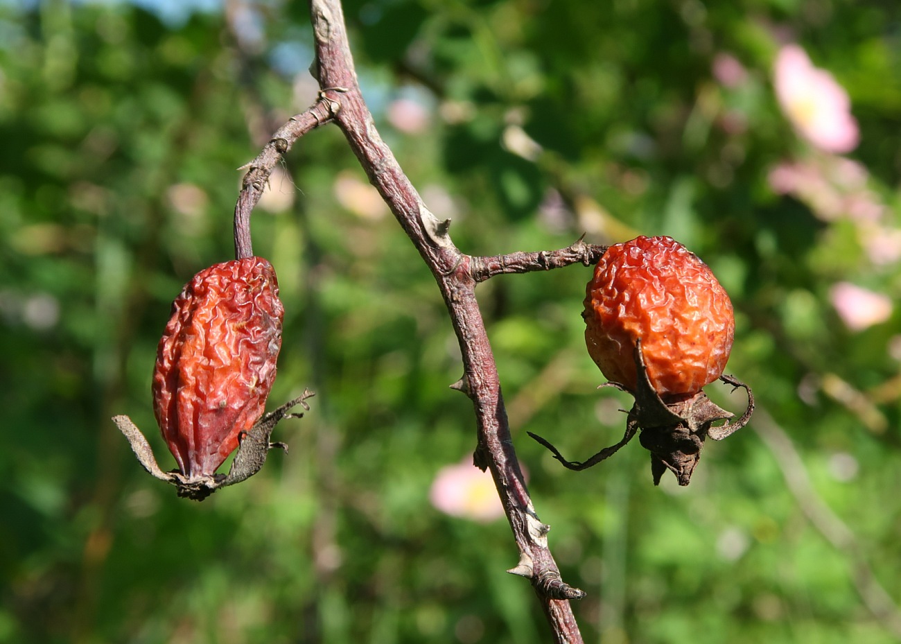 Изображение особи Rosa dumalis.