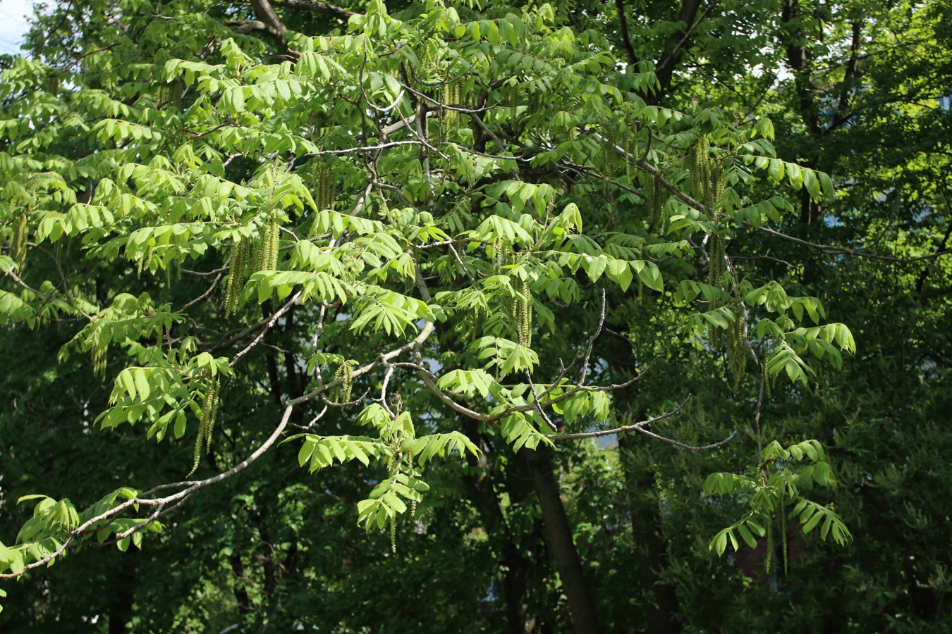 Изображение особи Juglans mandshurica.