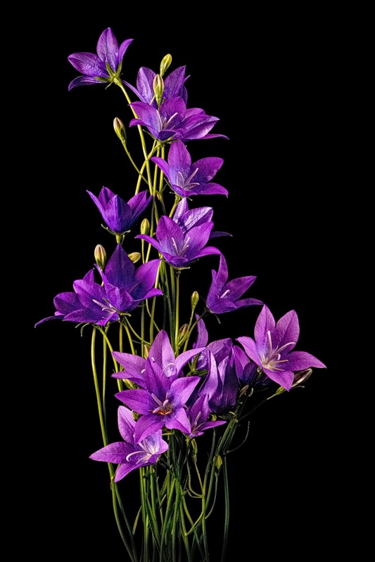 Image of Campanula altaica specimen.