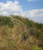 Erianthus ravennae. Плодоносящее растение на склоне дюны. Болгария, Бургасская обл., г. Несебр, природный заказник \"Песчаные дюны\", закреплённая дюна. 15.09.2021.