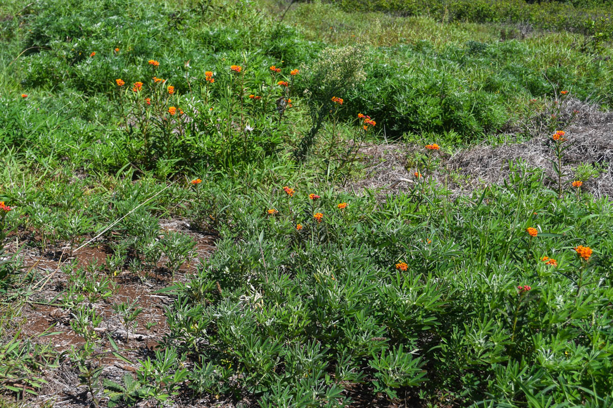 Изображение особи Asclepias curassavica.