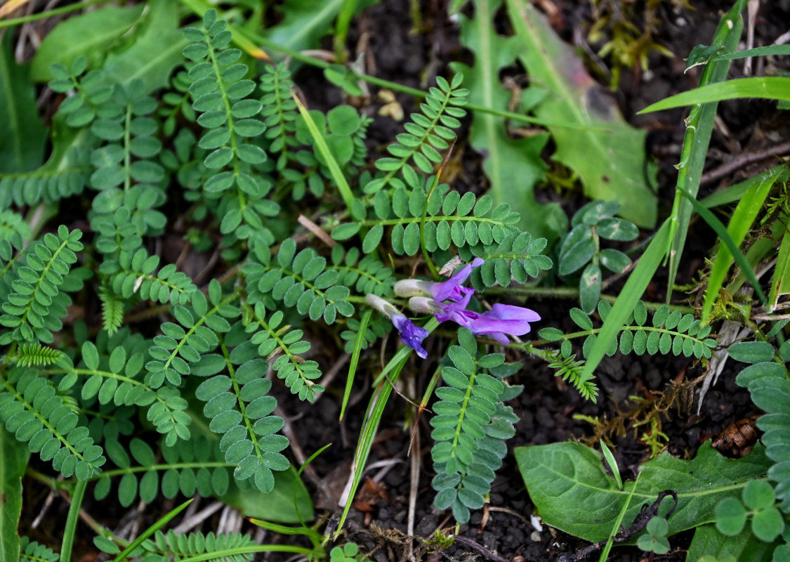 Image of Astragalus humifusus specimen.