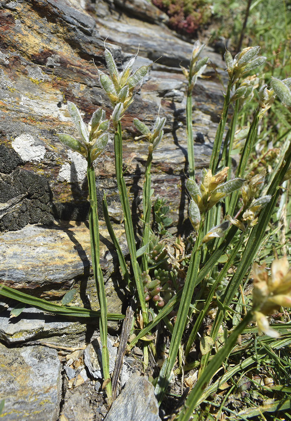 Image of Genistella sagittalis specimen.