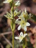 Swertia marginata