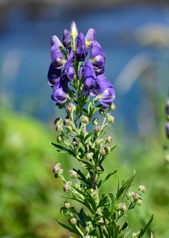 Изображение особи Aconitum sachalinense.