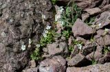 Saxifraga sibirica