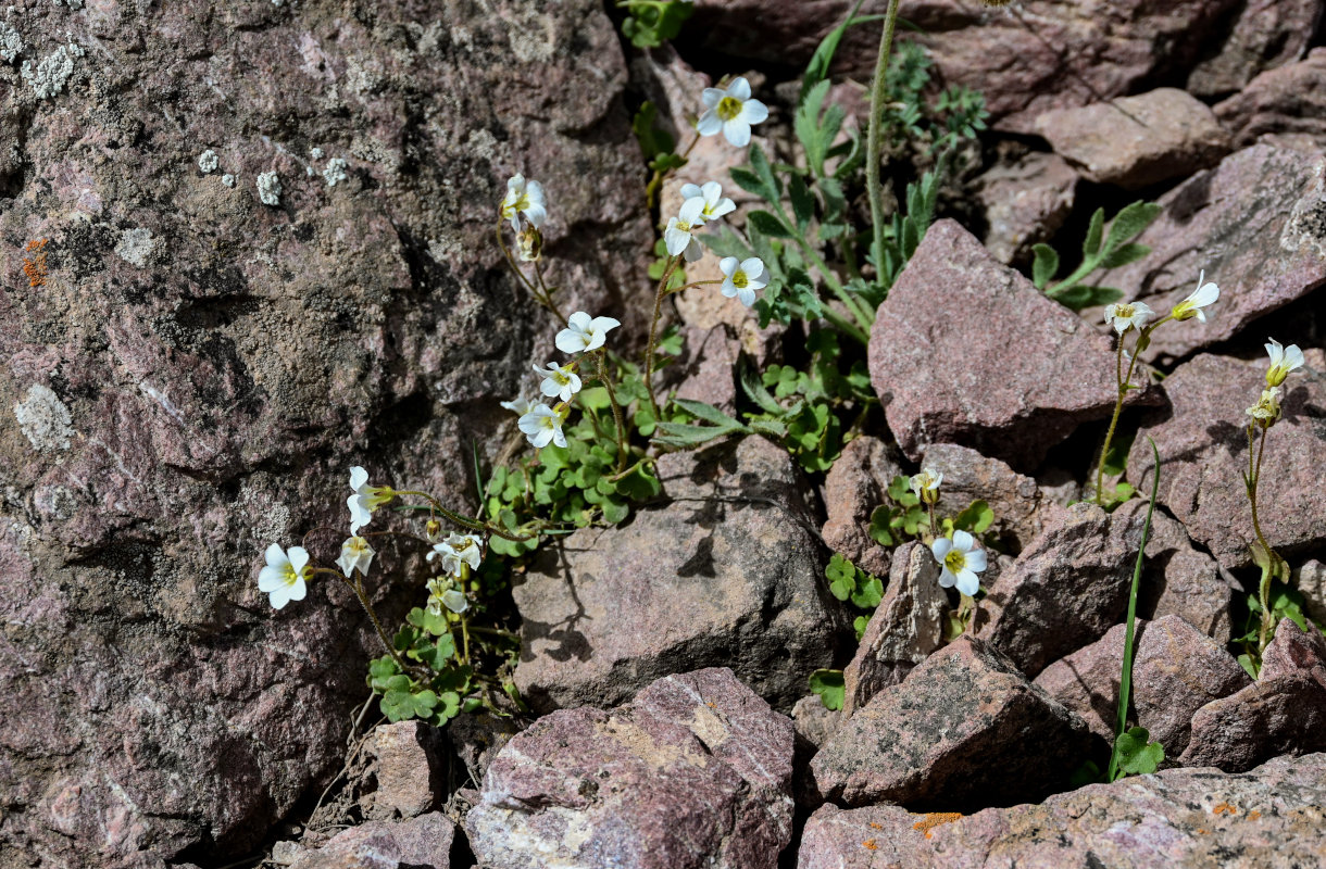 Изображение особи Saxifraga sibirica.