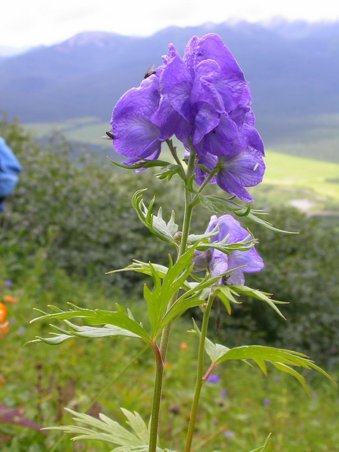 Image of Aconitum maximum specimen.