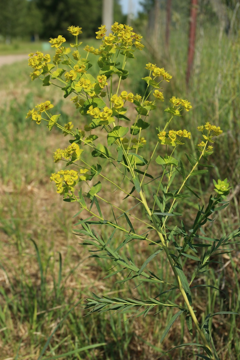 Image of Euphorbia virgata specimen.