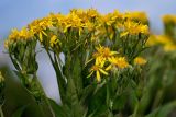 Senecio propinquus. Верхушки побегов с соцветиями. Чечня, Итум-Калинский р-н, окр. с. Ведучи, ≈ 1500 м н.у.м., луг. 27.07.2022.