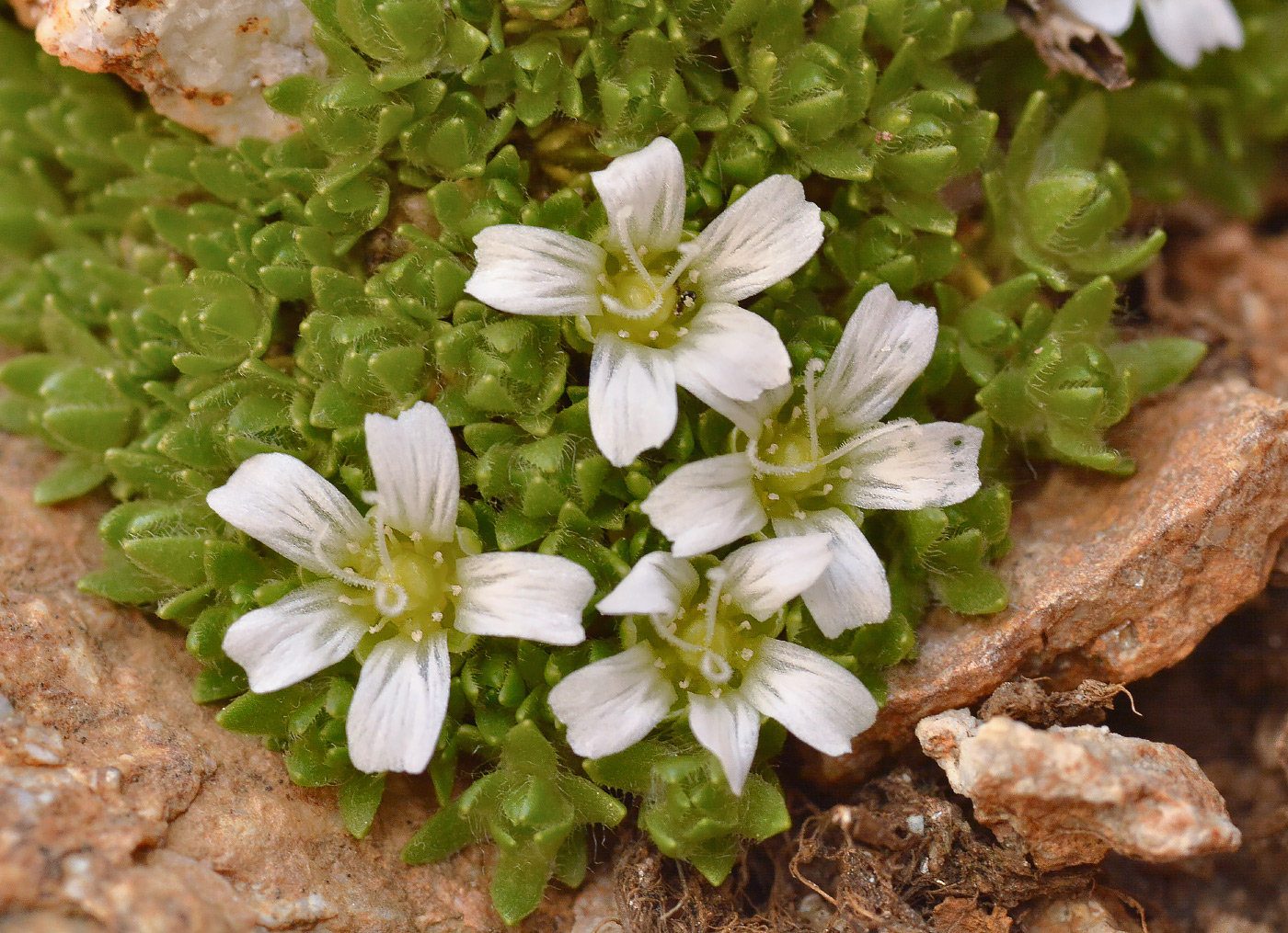 Image of Minuartia inamoena specimen.