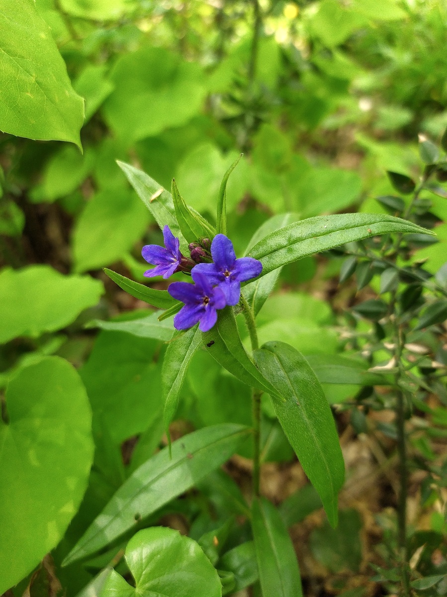 Image of Aegonychon purpureocaeruleum specimen.