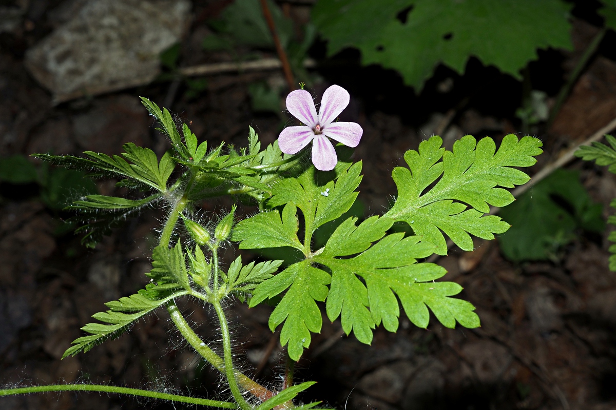 Изображение особи Geranium robertianum.