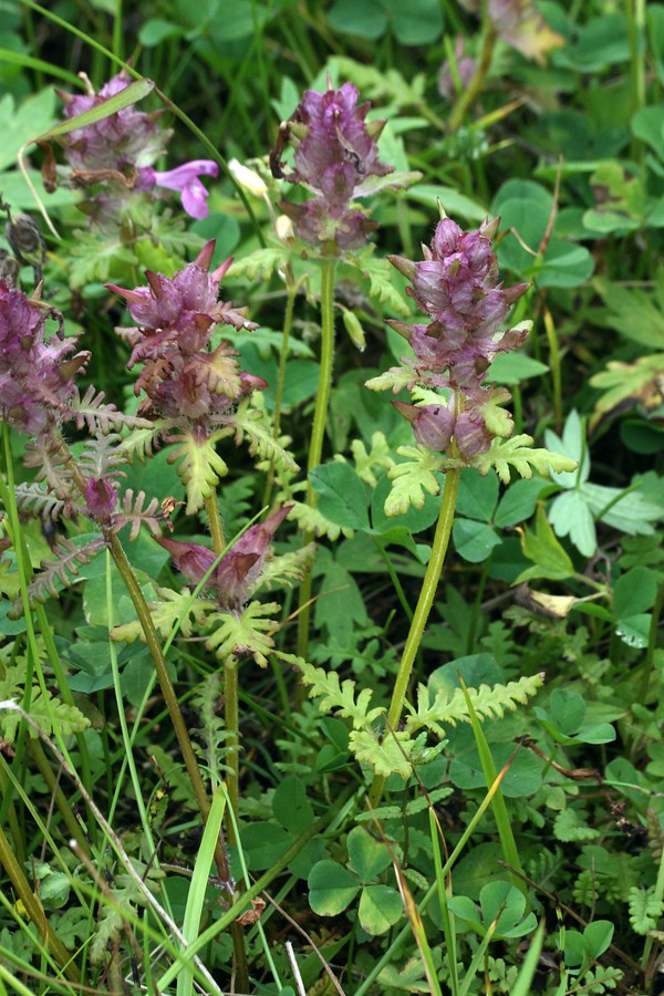 Изображение особи Pedicularis verticillata.