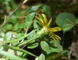 Inula ensifolia. Верхушка цветущего растения. Республика Адыгея, окр. пос. Каменномостский, верхняя часть левого борта долины р. Аминовка, поляна в дубовом лесу. 30 июля 2023 г.