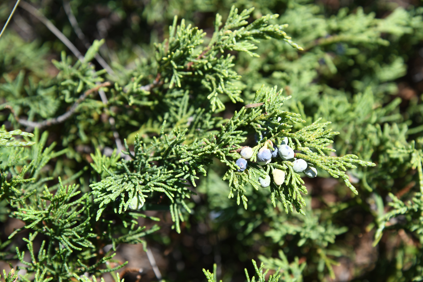 Изображение особи Juniperus sabina.