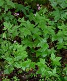 Geranium gracile. Цветущие растения. Грузия, Самцхе-Джавахети, окр. монастыря Мцване, широколиственный лес, каменистый берег ручья. 12.06.2023.