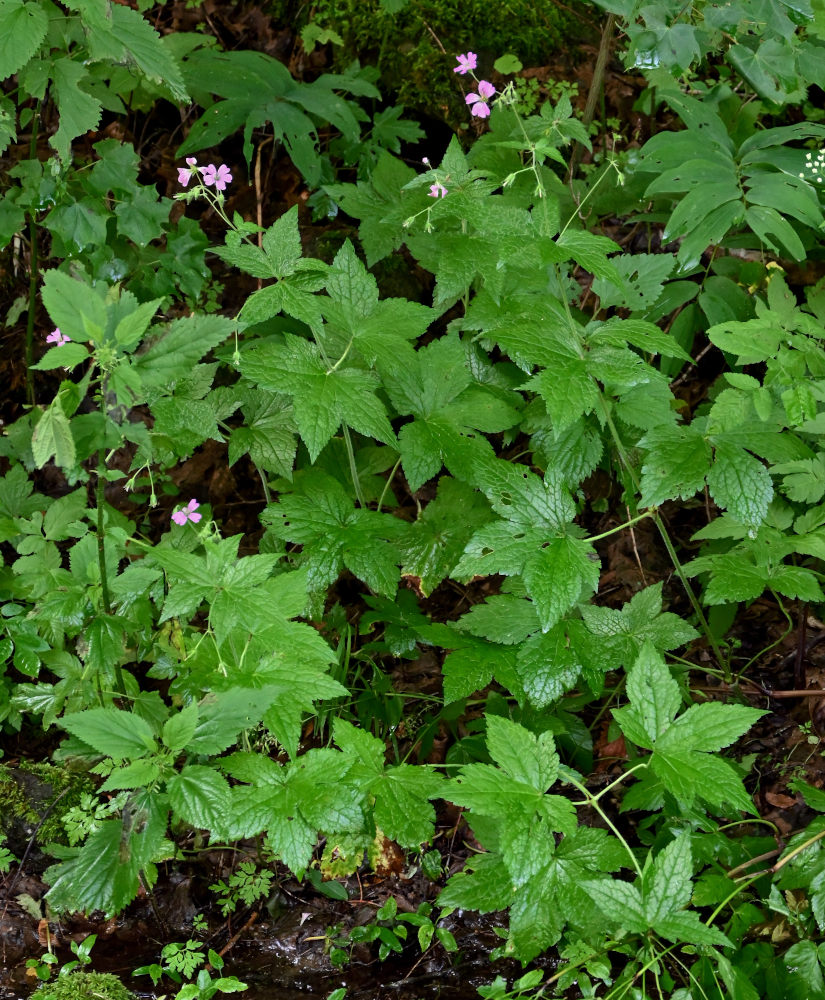 Image of Geranium gracile specimen.