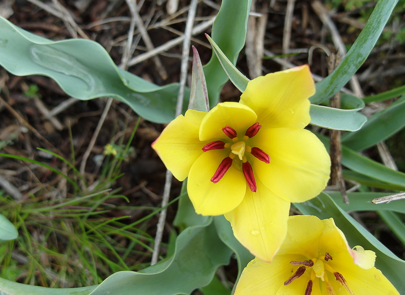 Изображение особи Tulipa lemmersii.