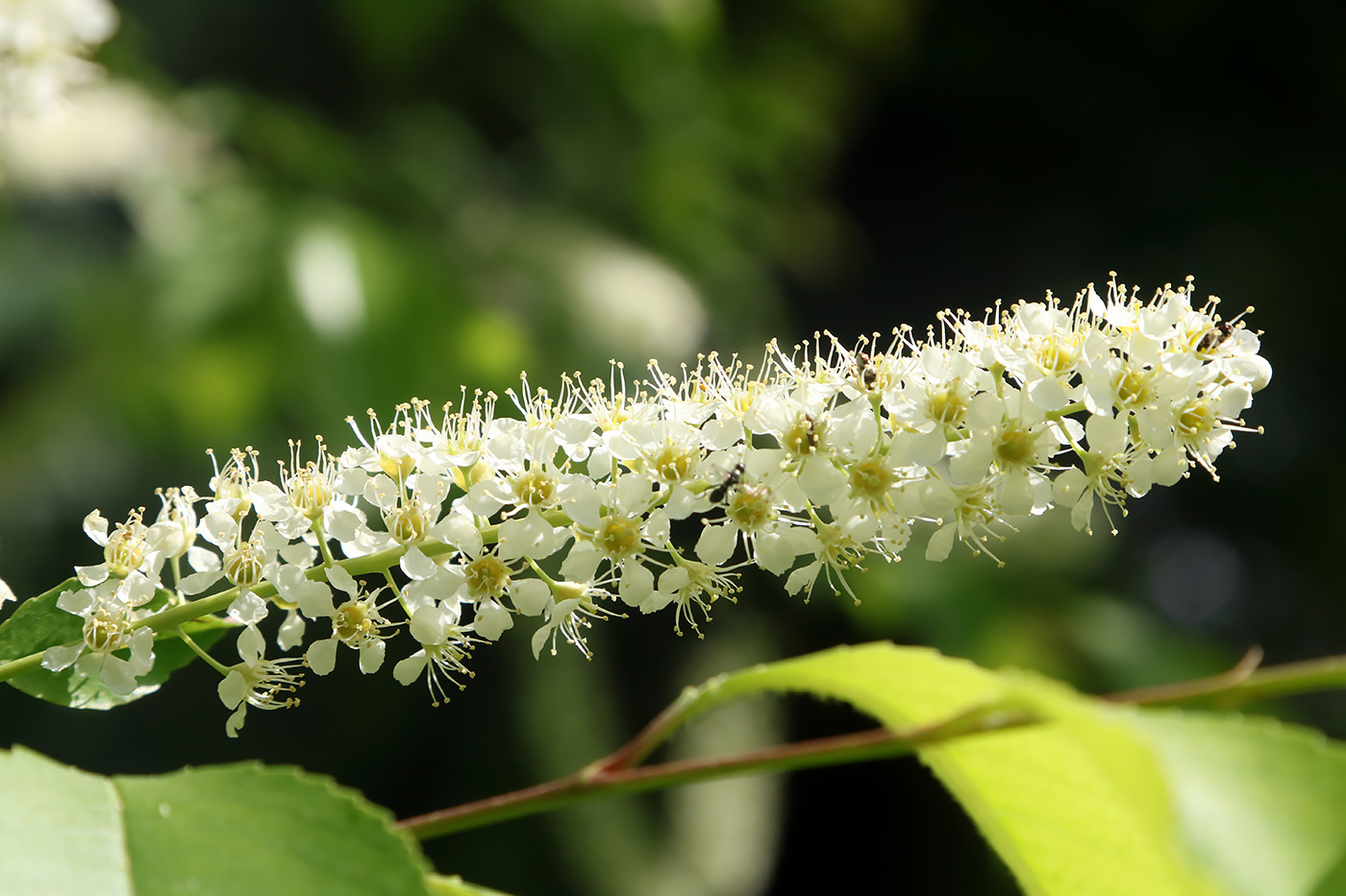 Image of Padus virginiana specimen.