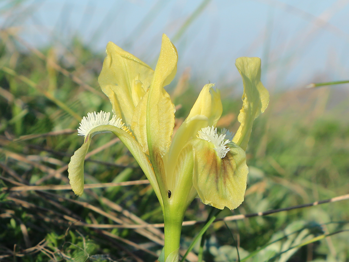 Image of Iris pumila specimen.