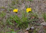 род Taraxacum. Цветущее растение. ЯНАО, г. Салехард, сорное на газоне. 09.06.2024.