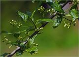 Euonymus europaeus