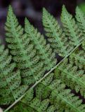 Dryopteris carthusiana