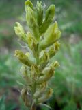 Oxytropis pilosa